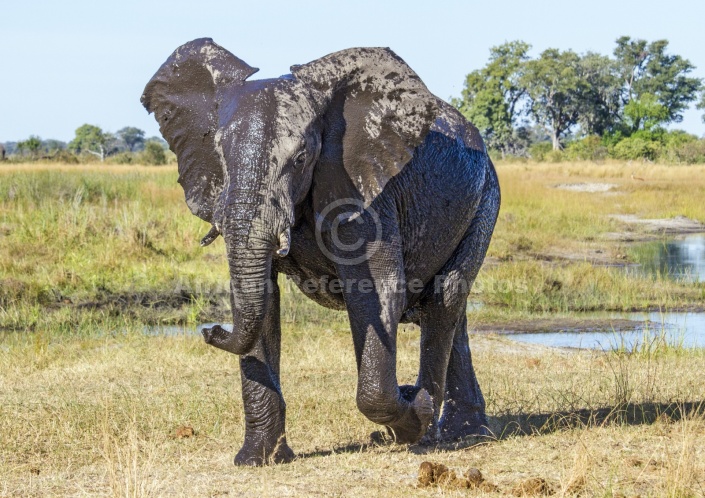 Elephant with Water-mottled Hide