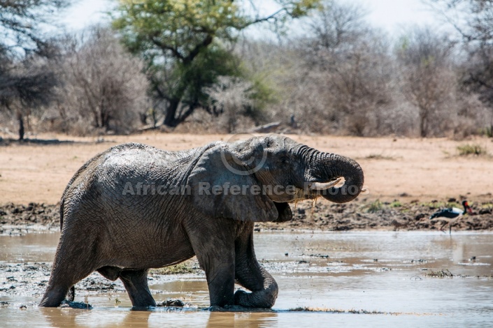 Elephant Slaking its Thirst