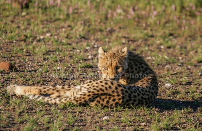 Young Cheetah Looking Back