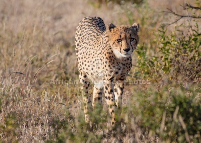 Sub-adult Cheetah, Front-on Vierw