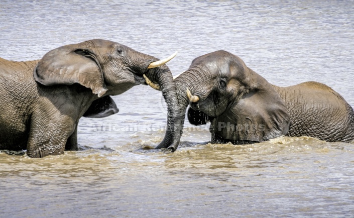 Elephants Having Fun