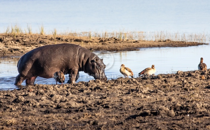 Hippopotamus