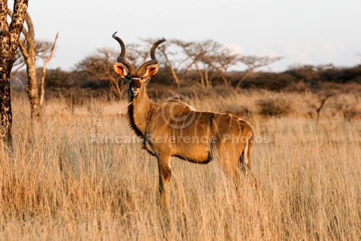 Kudu Bull in Acacia Grassland