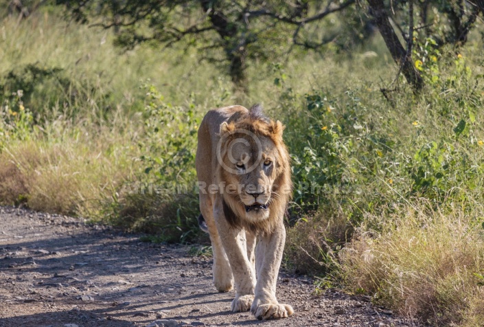 Male Lion Walking, Front-on