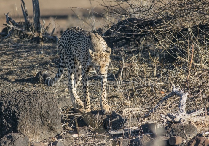 Cheetah