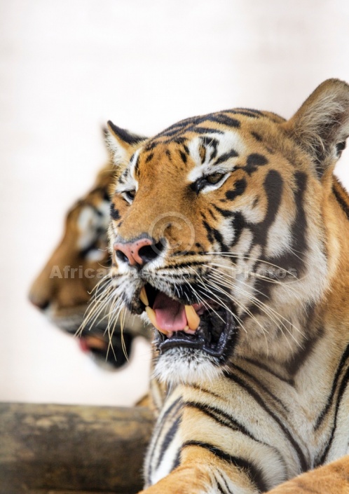 Reference photo of Bengal Tigers