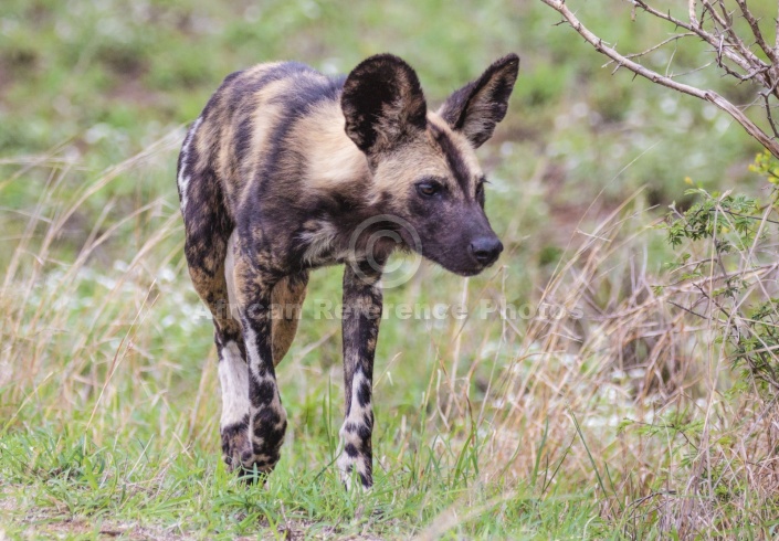 Wild Dog