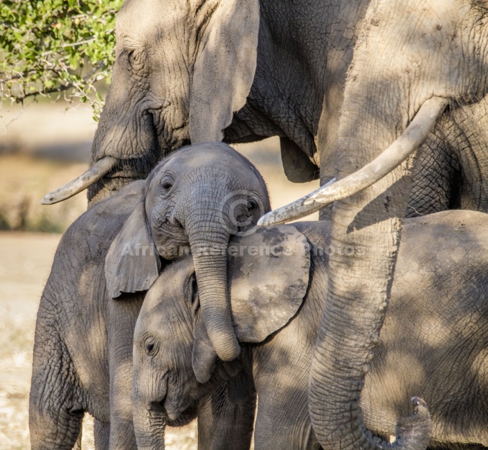 Elephant Hugs