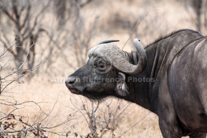 African Buffalo