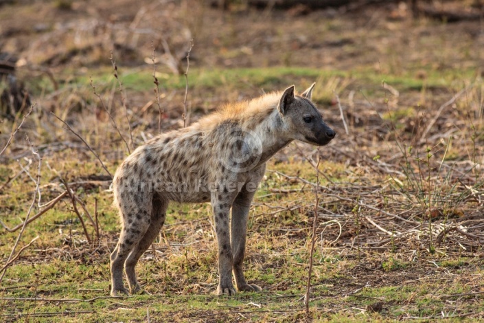 Spotted Hyena photo for art reference