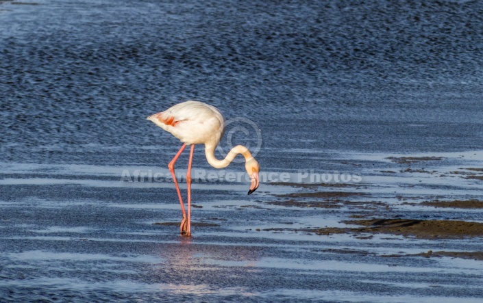 Greater Flamingo