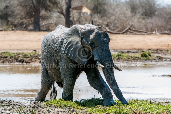 Elephant Stepping on to Dry Land