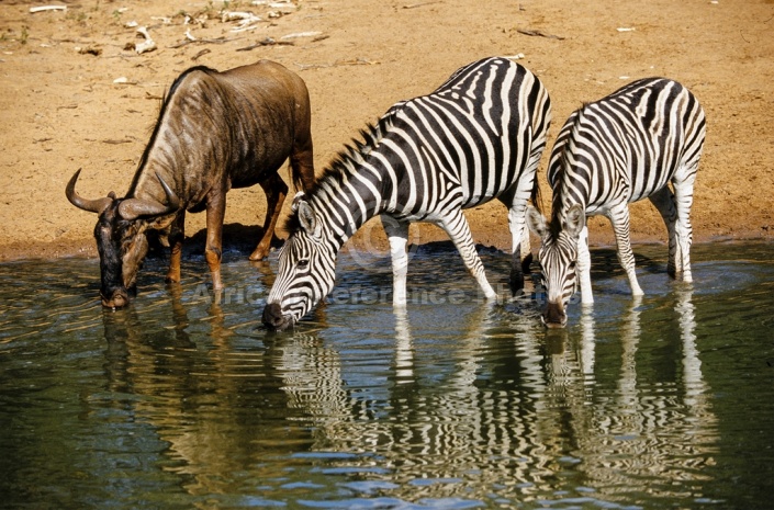 Zebra Pair Drinking