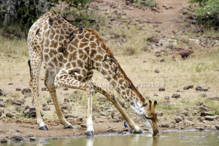 Giraffe Bending to Drink