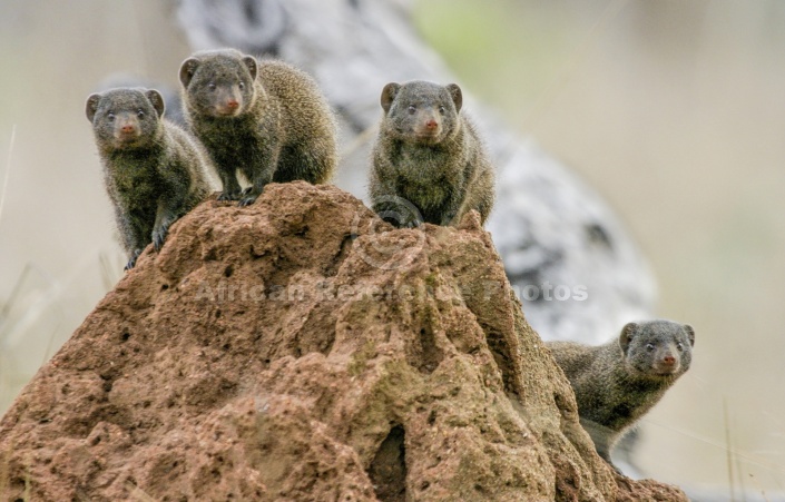 Dwarf Mongoose Group
