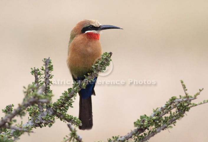 White-fronted Bee-eater