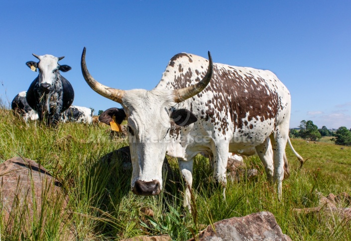 Inquisitive Nguni Cattle