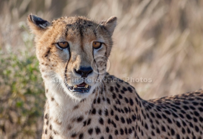 Portrait of Female Cheetah