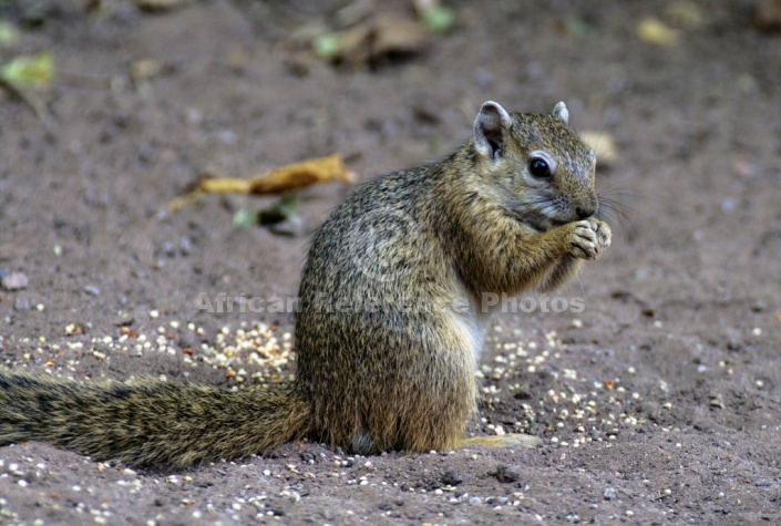 Tree Squirrel