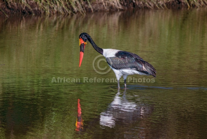 Saddle-Billed Stork Hunting