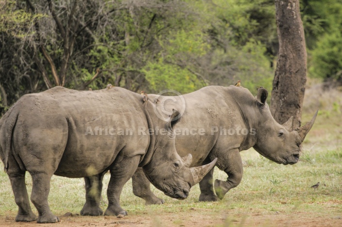 White Rhino Pair