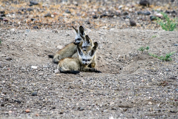 Bat-eared Foxes at Burrow Entrance