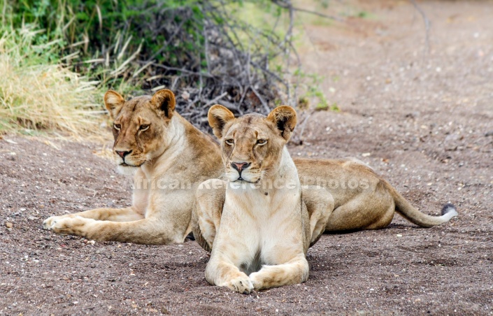 Lioness Pair