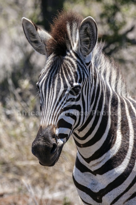 Zebra Close-up