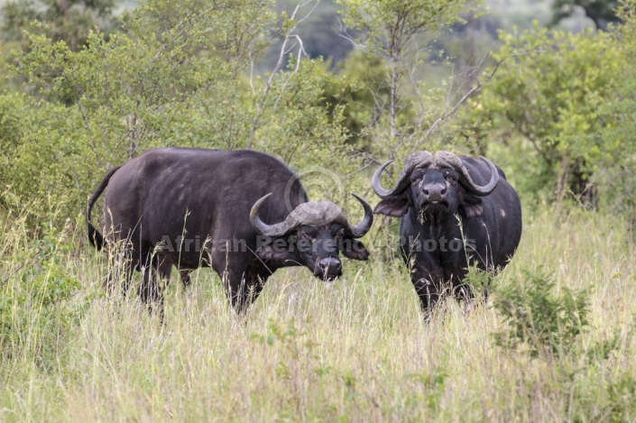 African Buffalo