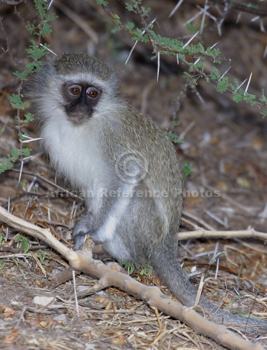 Vervet Monkey