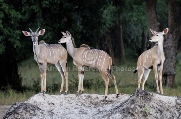Kudu Trio