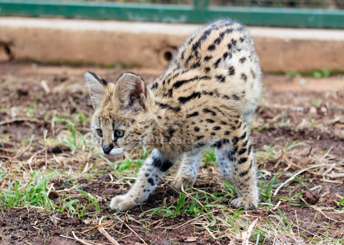 Curious Serval Kitten