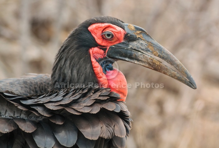 Art Reference image of Southern Ground Hornbill