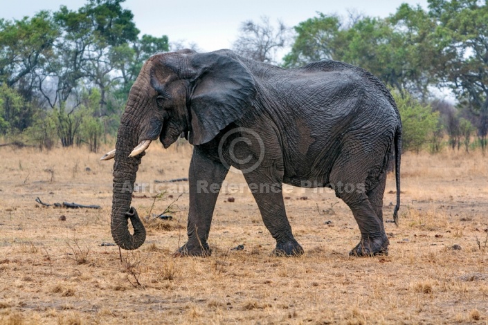 Elephant with Broken Tusks