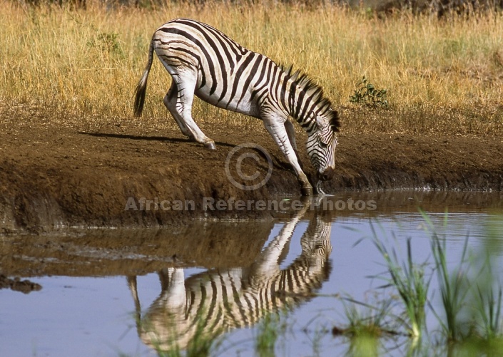 Zebra Bending to Drink