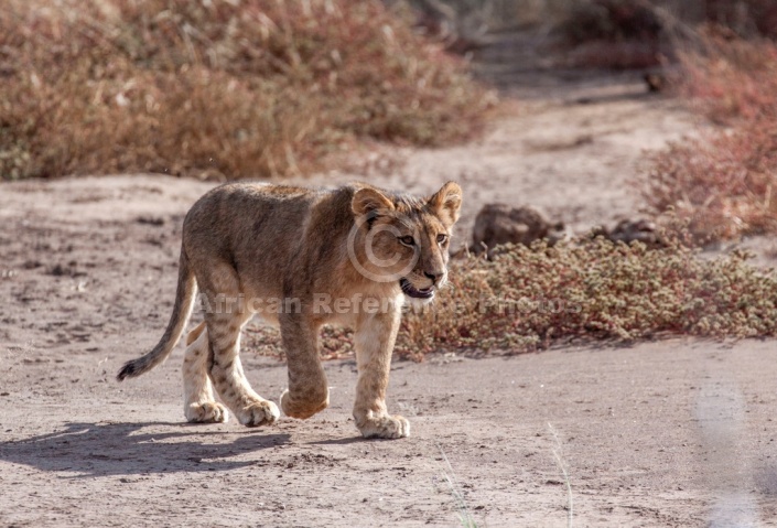 Lion Cub Stepping Out