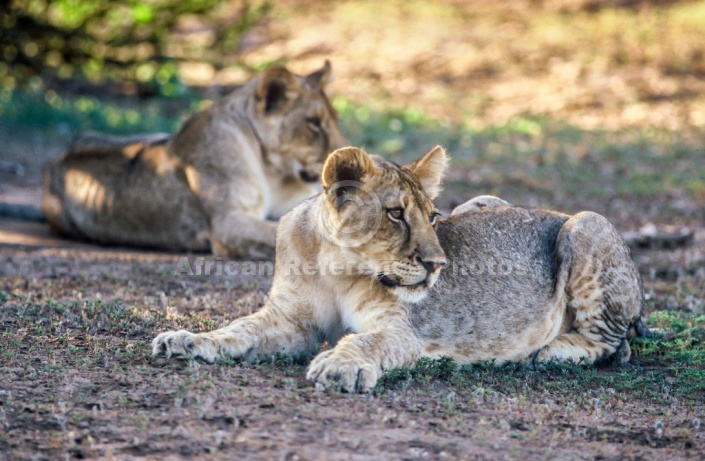 Lion Youngsters in Shade