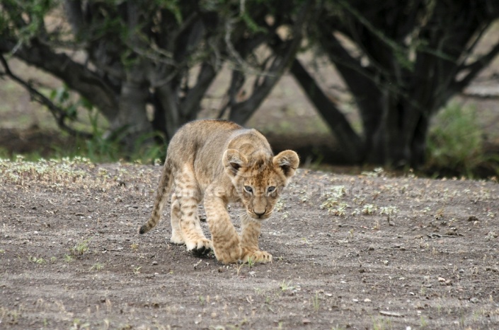 Lion Cub Walking, three-quarter view