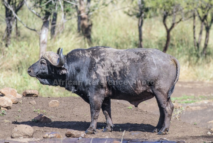 Buffalo Bull