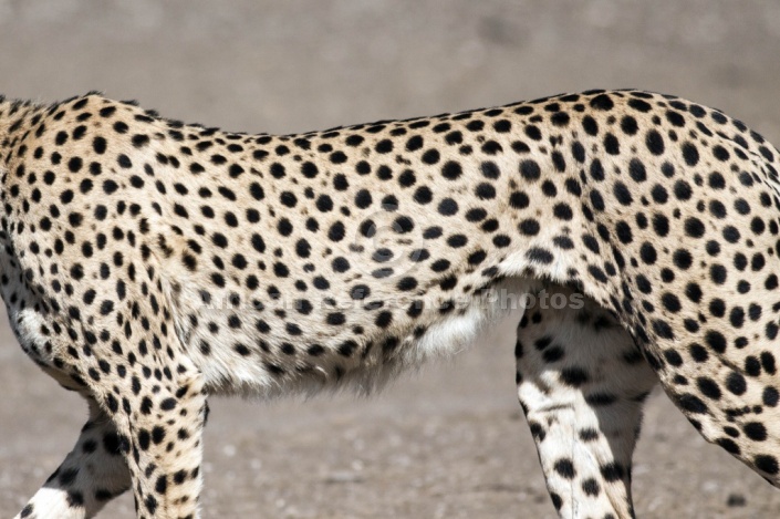 Cheetah