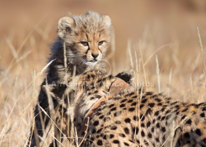 Baby Cheetah Peering over Mother's Head