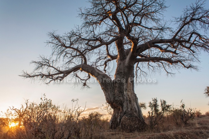 Baobab Tree and Setting Sun