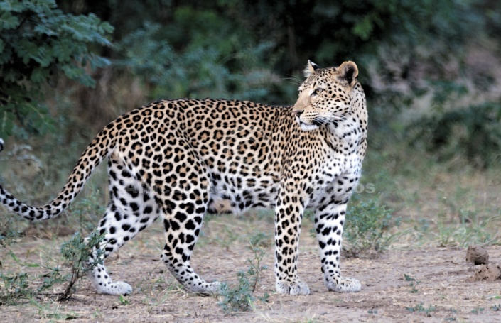 Leopard Looking Back