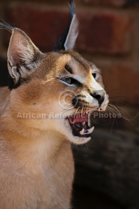 Caracal with Mouth Open