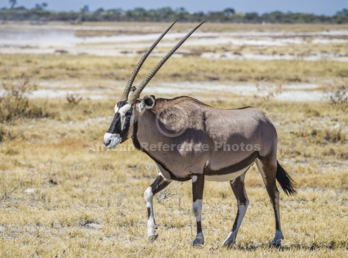 Gemsbok Walking, Side-on