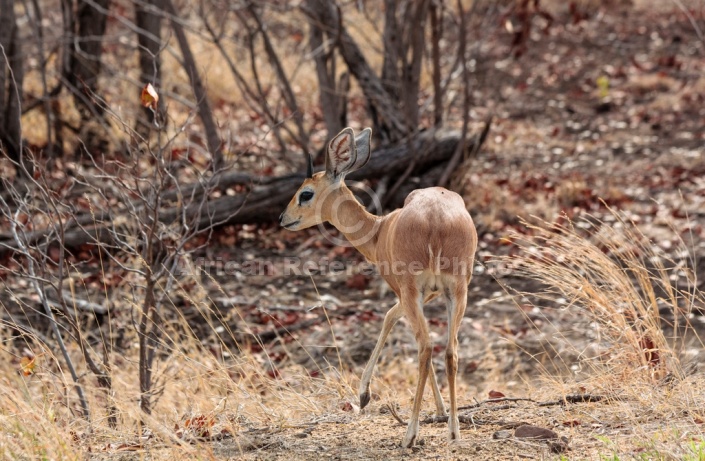 Steenbok reference photo for art