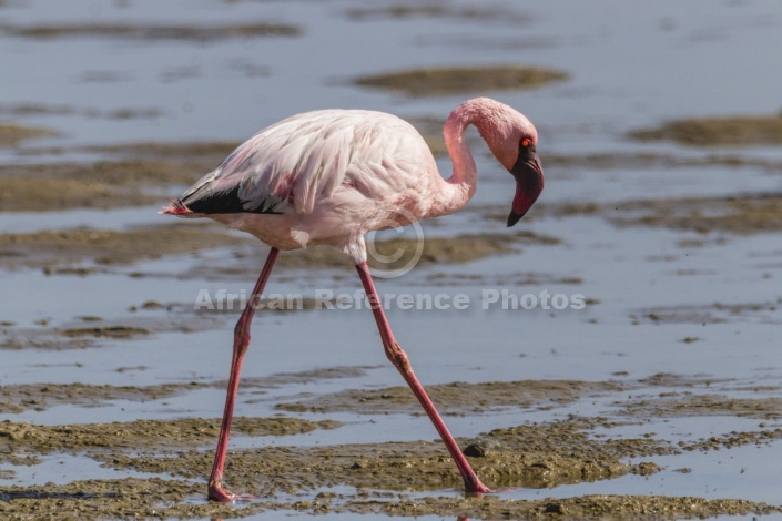 Lesser Flamingo