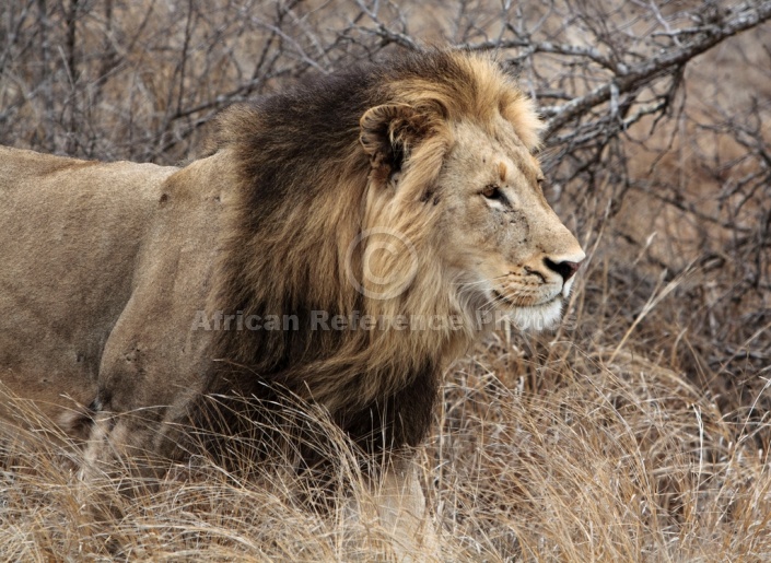 Male Lion Wildlife Reference Photo