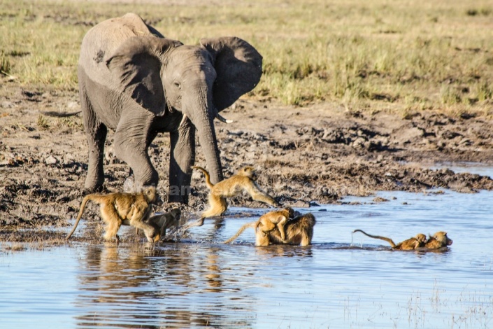 Elephant and Baboons Fording Stream