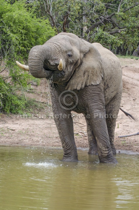 Elephant Using Trunk to Drink